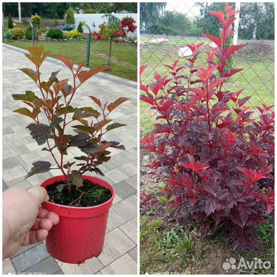 Пузыреплодник Литл Энжел