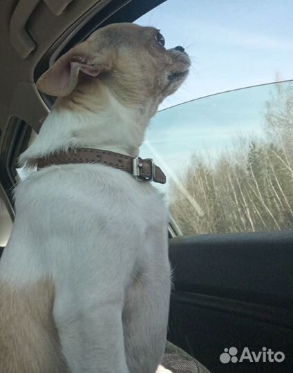 Вязка чихуахуа