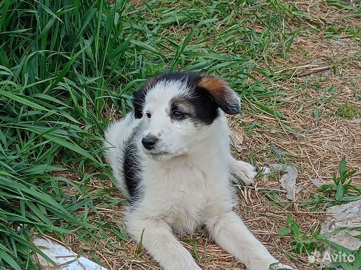 Щенок от крупной дворняги