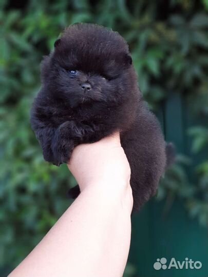 Померанский шпиц мальчик