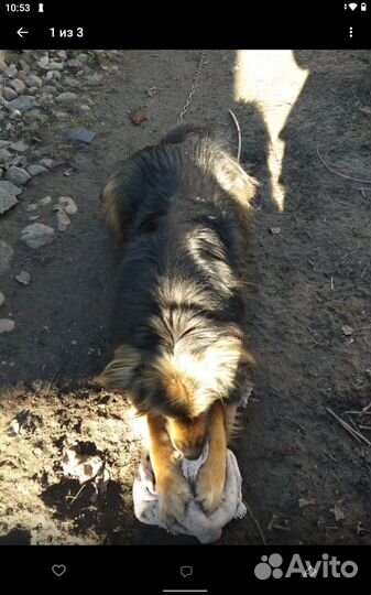 Собака в добрые руки