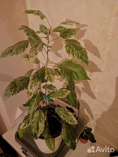 Гибискус липовидный Вариегатный