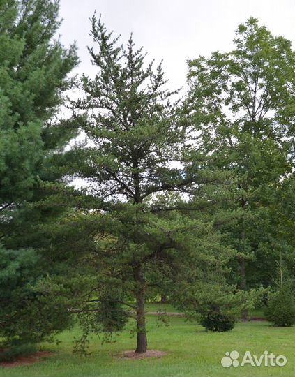 Сосна Банкса/шишки с семенами