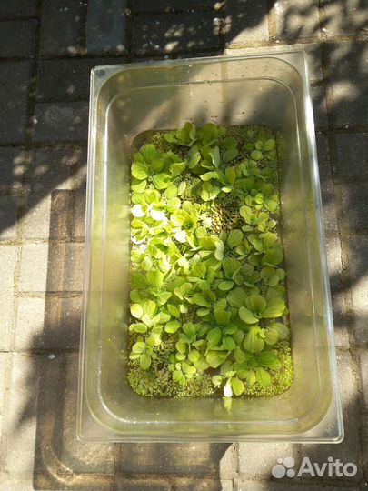 Пистия,сальвиния пропант &.аквариумные растения