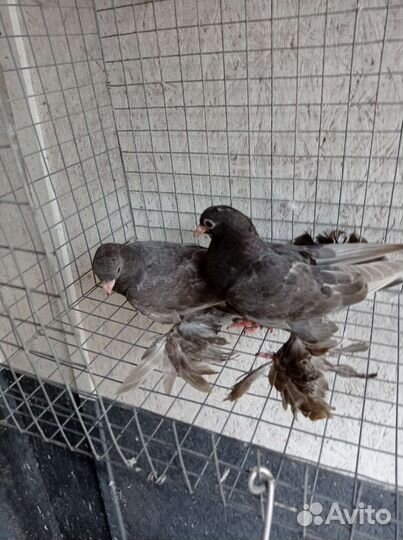 Узбекские голуби