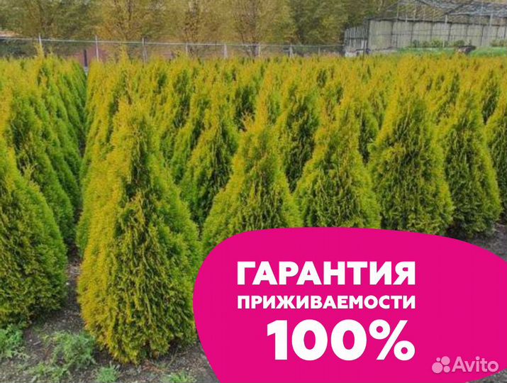 Туя смарагд оптом