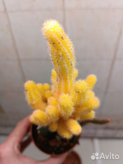 Кактусы разные