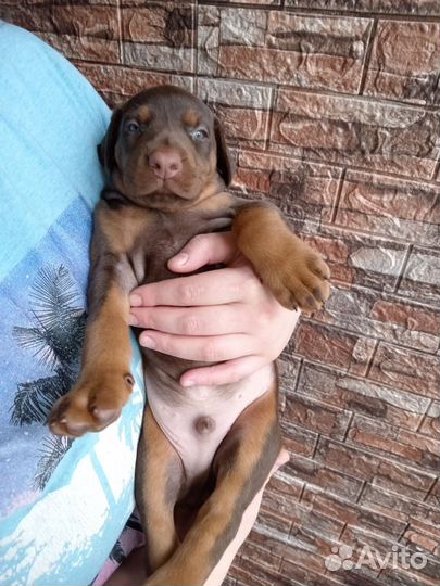 Доберман щенки