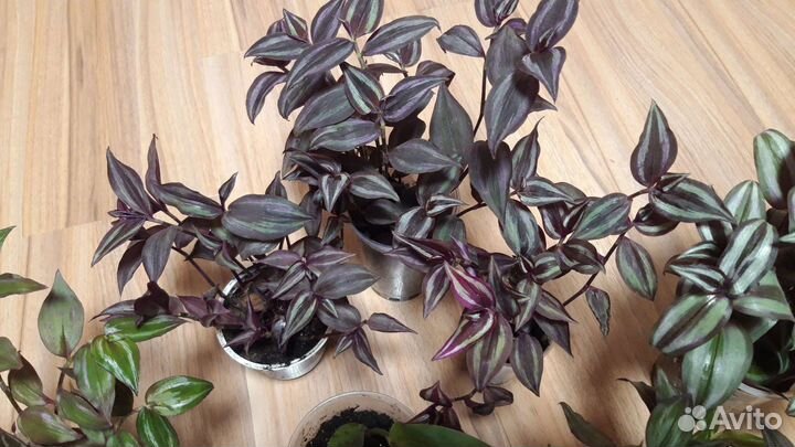 Традесканции и другие комнатные цветы