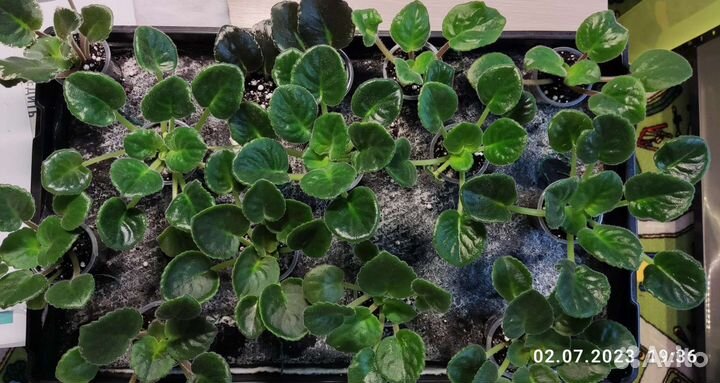 Фиалка рс-Балерина