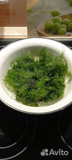 Аквариумная прополка