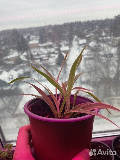 Хлорофитум