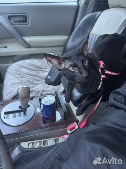 Ориентальные котята