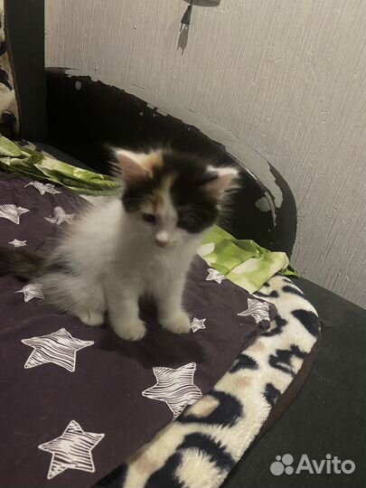 Котята отдам даром