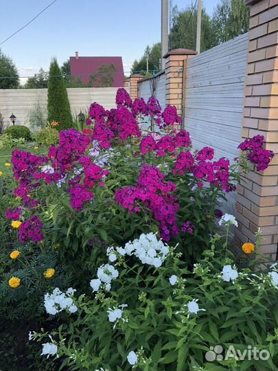 Многолетние садовые цветы