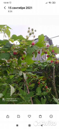 Саженцы ремонтантной малины