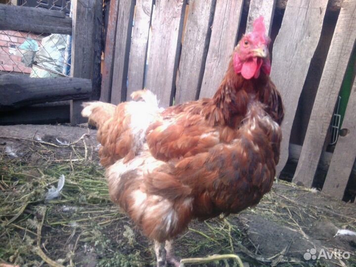 Куры несушки с доставкой