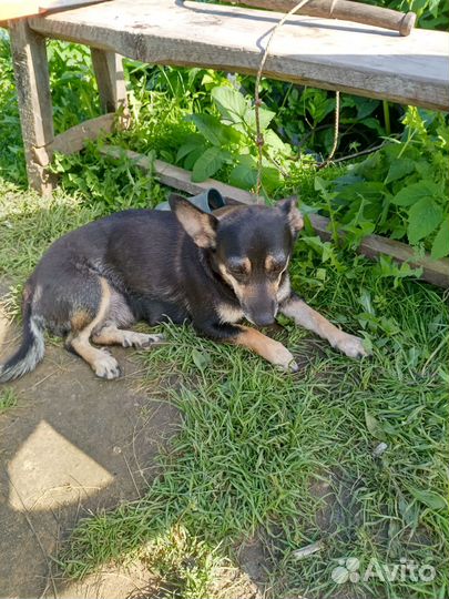 Собаки бесплатно