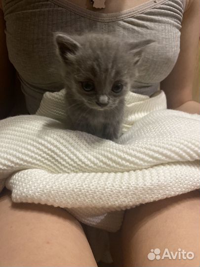 Кошка в дар