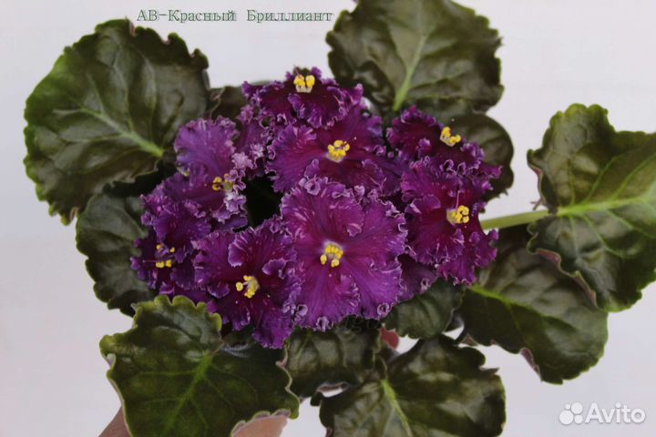 Фиалки детки