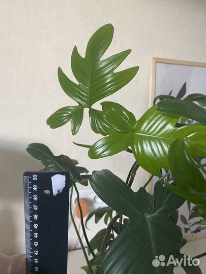 Филодендрон