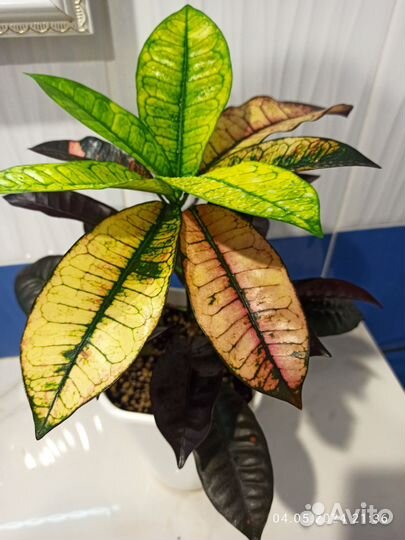 Кротон миссис айстон