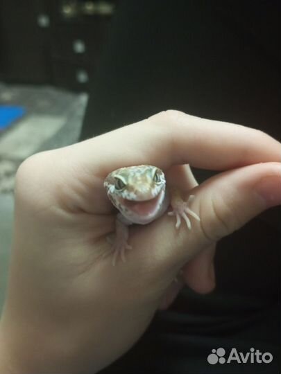 Ящерица эублефар геккон Самец