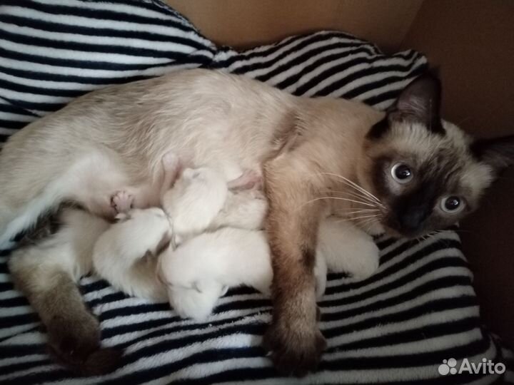Тайские котята