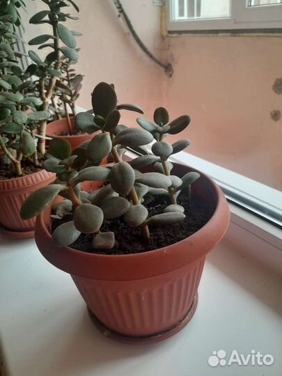 Красула (толстянка, денежное дерево)