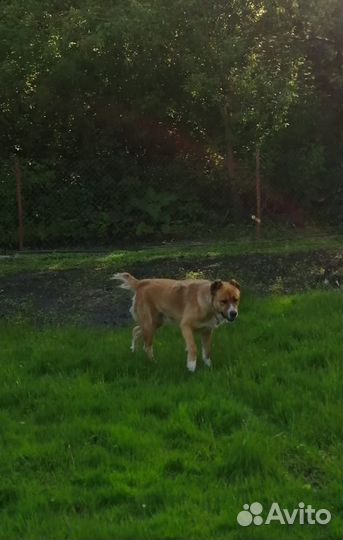 Собака алабай