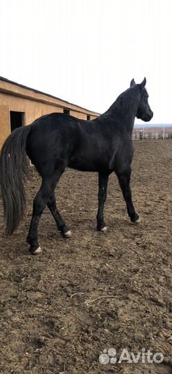 Продается мерин