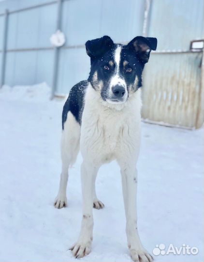 Белый Джоник, чёрные ушки.Ищет добрый дом.Джоник