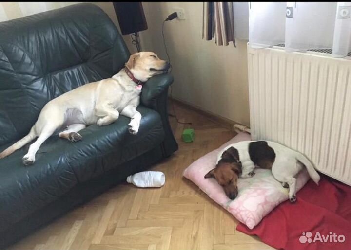 Передержка для собак/ зоогостиница / догситтер