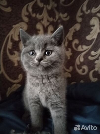 Шотландский котенок