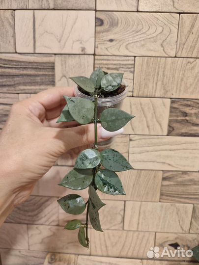 Хойя лакуноза эскимо сильвер