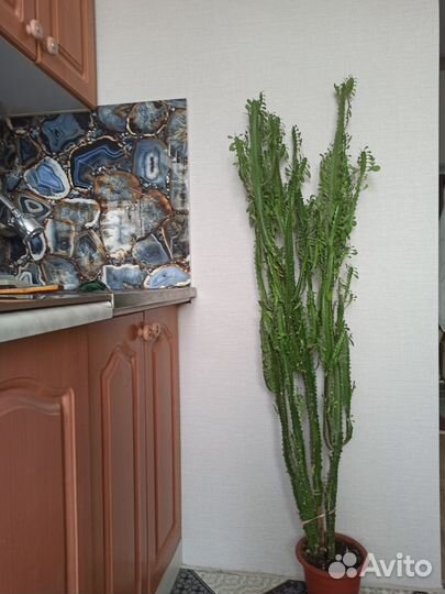 Молочай трехгранный