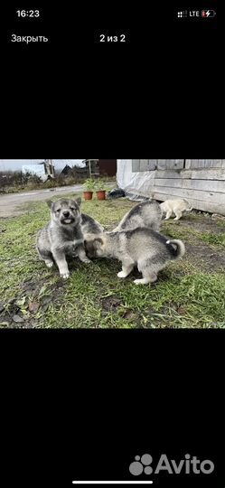 Щенки западно сибирской лайки