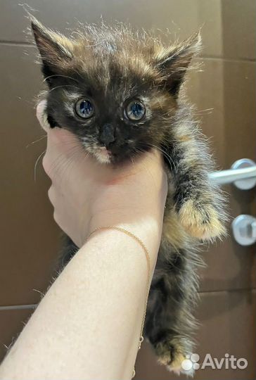 Спасите Бусинку