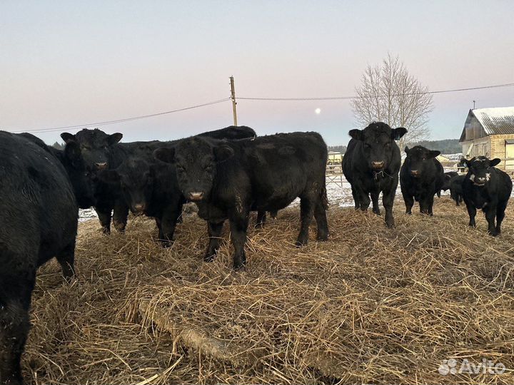 Продам крс мясной породы