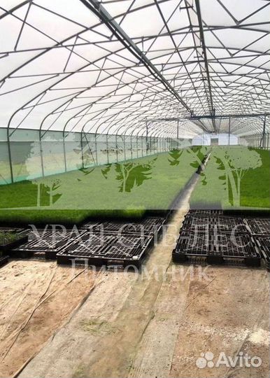 Предзаказ Горная сосна Мугус зкс сеянцы