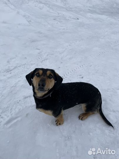 Такса вязка девочка