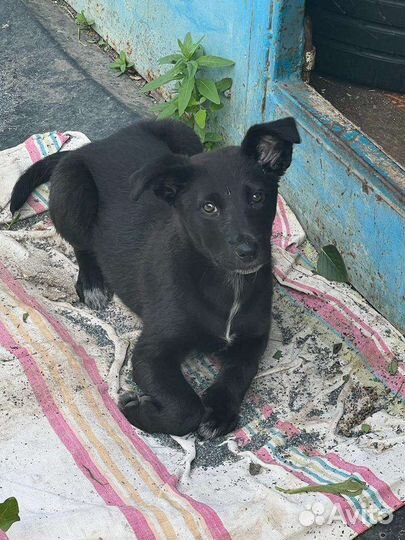 Щенок в добрые руки