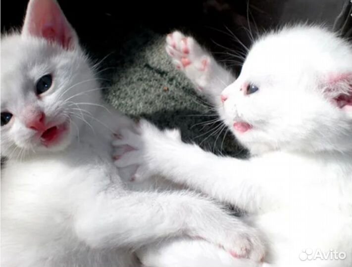 Белый котенок