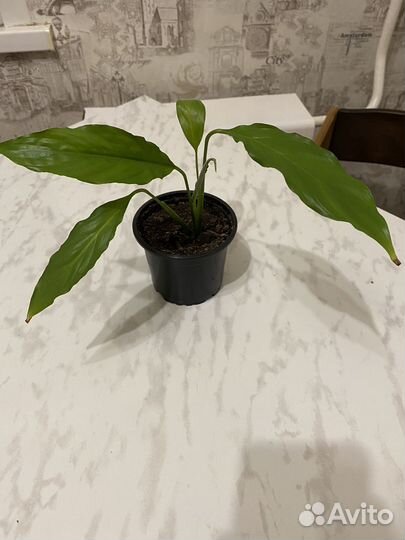 Спатифиллум женское счастье