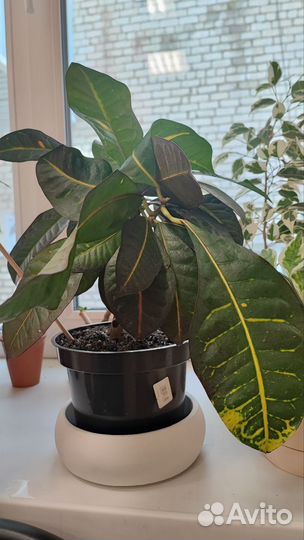 Кодиеум кротон