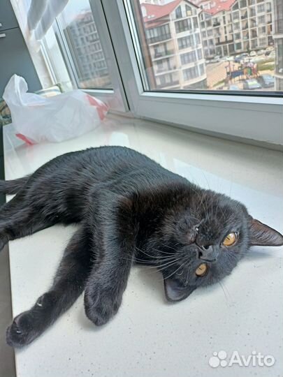 Помогите найти любимого питомца кота