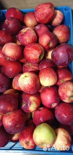 Яблоки с дачи