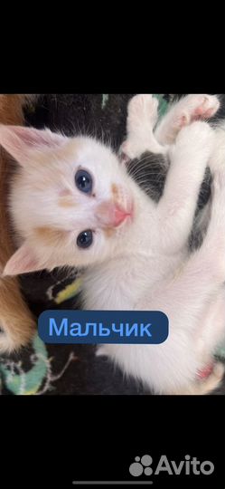Котята в добрые руки