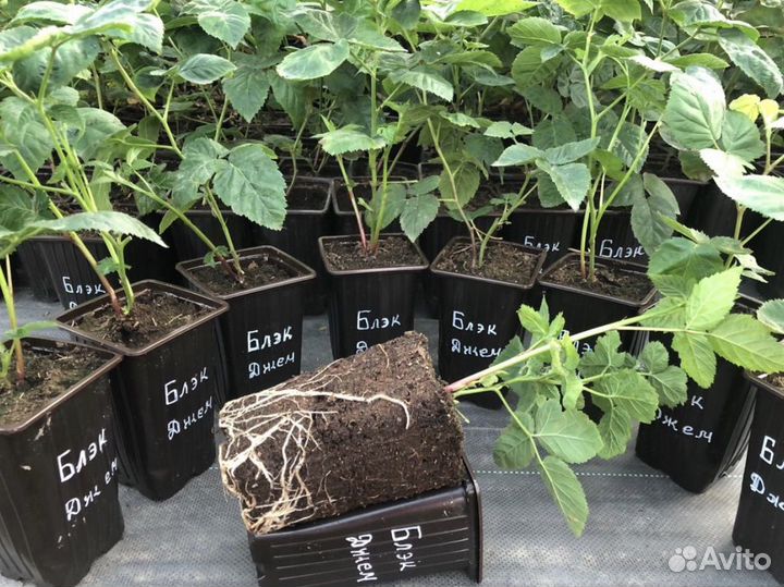 Саженцы Блек Джем ежевика без шипов (ремонтантный)