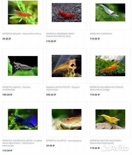 Креветка аквариумная Блю Дрим